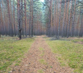 Прирезка лесных участков Кадастровые работы в Домодедово и Домодедовском районе